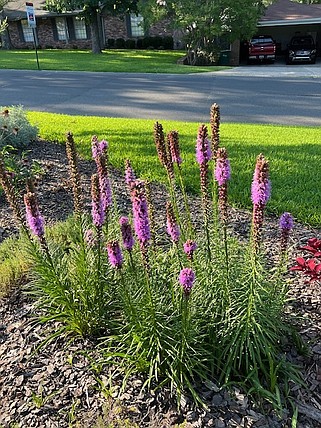 Courtesy photo 
The Dirt Friends Garden Group will hold its inaugural plant sale on at 9 a.m. on April 27 during the Farmers' Market at MAD.